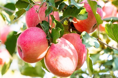 image 去口臭水果