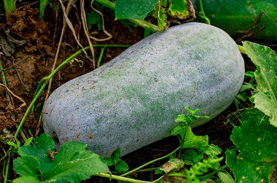 冬瓜